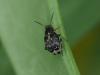 Bruchus affinis